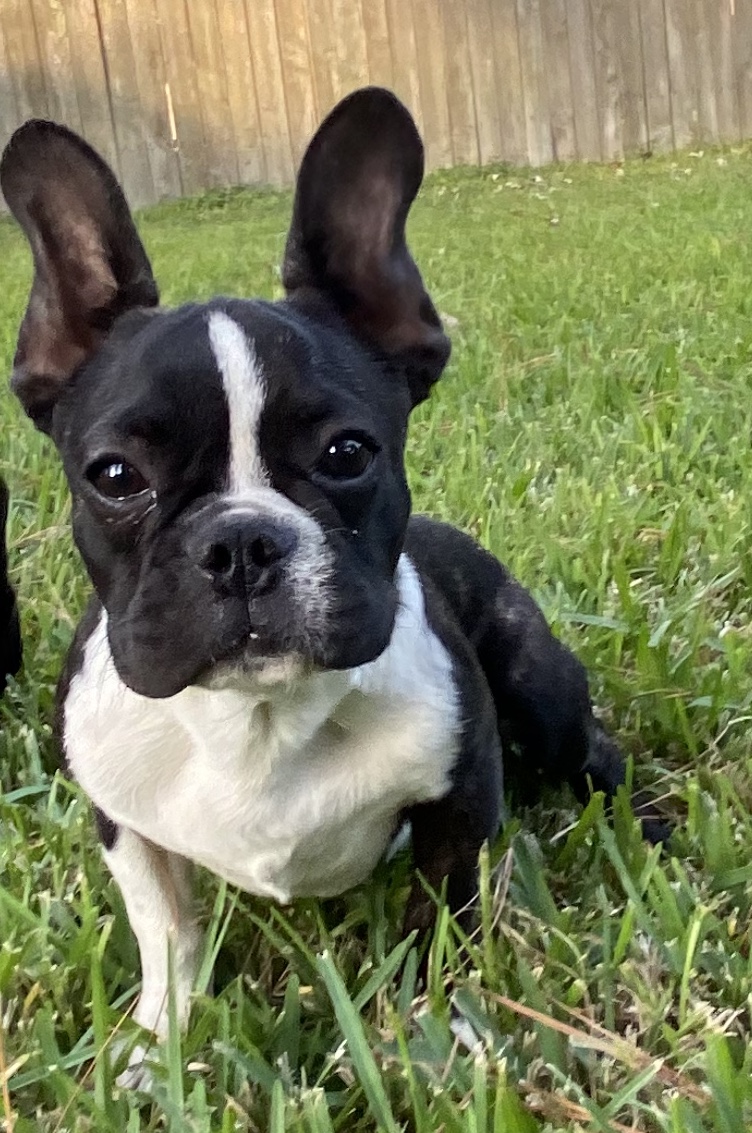 New Puppies - French Bulldog Houston | Houston Breeders