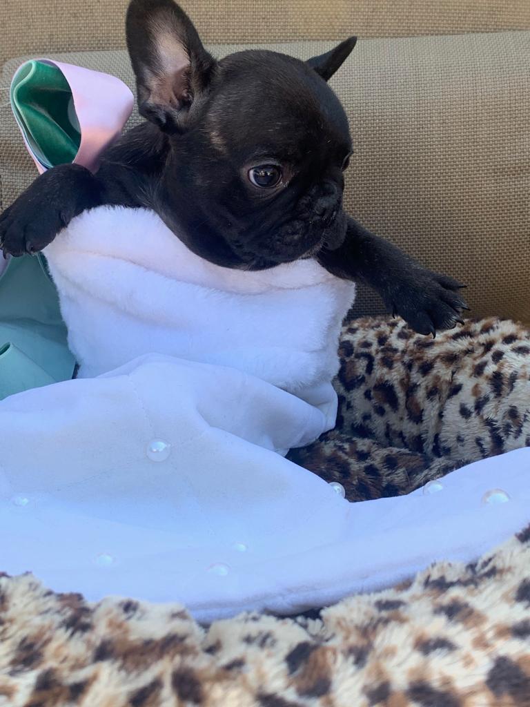 Gallery - French Bulldog Houston | Houston Breeders