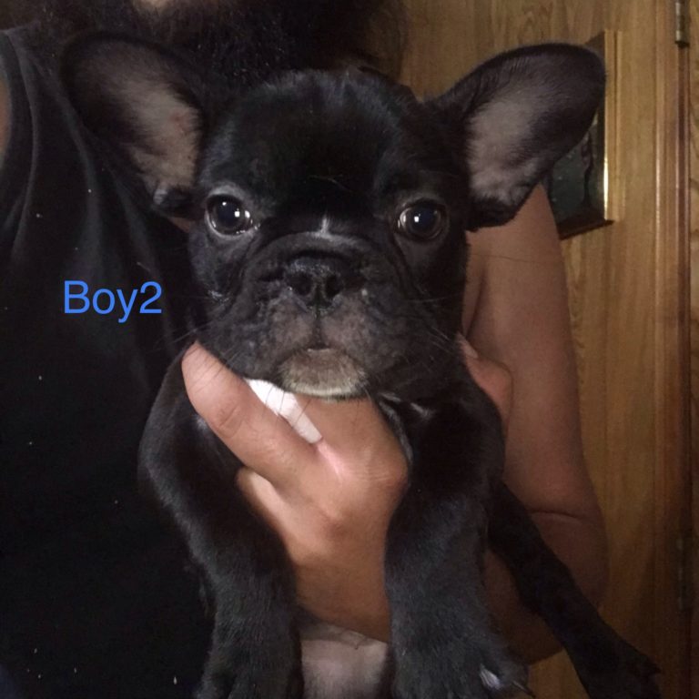 New Puppies French Bulldog Houston Houston Breeders